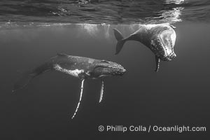 South Pacific Humpback Whales Underwater, Moorea, French Polynesia, Megaptera novaeangliae