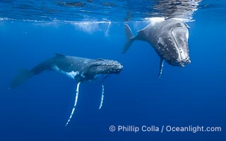 South Pacific Humpback Whales Underwater, Moorea, French Polynesia, Megaptera novaeangliae