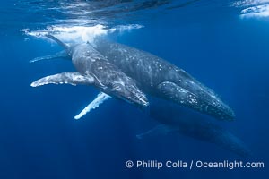 Mother, Calf and Escort South Pacific Humpback Whales Underwater, Moorea, French Polynesia, Megaptera novaeangliae