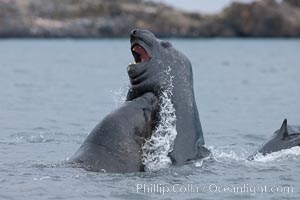 Southern elephant seal, juveniles mock sparring, Mirounga leonina, Livingston Island