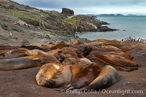 Southern elephant seals, gathered in a small colony near the ocean, a pinniped wallow, Mirounga leonina, Livingston Island