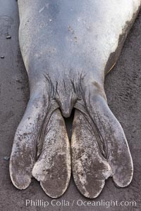Southern elephant seal, hind flipper detail, Mirounga leonina, Livingston Island