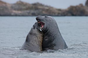 Southern elephant seal, juveniles mock sparring, Mirounga leonina, Livingston Island