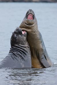 Southern elephant seal, juveniles mock sparring, Mirounga leonina, Livingston Island