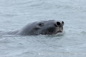 Southern elephant seal, Mirounga leonina, Livingston Island