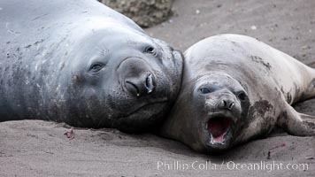 Southern elephant seal, Mirounga leonina, Livingston Island