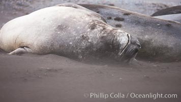 Southern elephant seals, laying on sandy beach amidst a sandstorm, Mirounga leonina, Livingston Island