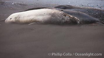 Southern elephant seals, laying on sandy beach amidst a sandstorm, Mirounga leonina, Livingston Island