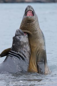 Southern elephant seal, juveniles mock sparring, Mirounga leonina, Livingston Island