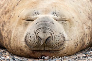 Southern elephant seal, Mirounga leonina, Valdes Peninsula, Argentina, Mirounga leonina, Puerto Piramides, Chubut