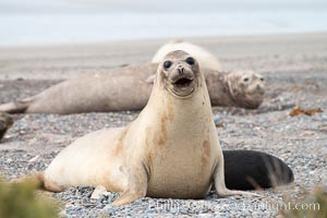 Southern elephant seal, juvenile, Mirounga leonina, Valdes Peninsula, Argentina, Mirounga leonina, Puerto Piramides, Chubut