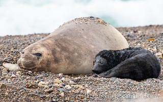 Southern elephant seal, mother and pup, Mirounga leonina, Valdes Peninsula, Mirounga leonina, Puerto Piramides, Chubut, Argentina