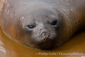 Southern elephant seal, juvenile.  The southern elephant seal is the largest pinniped, and the largest member of order Carnivora, ever to have existed.  It gets its name from the large proboscis (nose) it has when it has grown to adulthood, Mirounga leonina, Hercules Bay