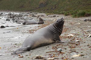 Southern elephant seal, juvenile. The southern elephant seal is the largest pinniped, and the largest member of order Carnivora, ever to have existed. It gets its name from the large proboscis (nose) it has when it has grown to adulthood, Mirounga leonina, Godthul