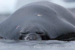 Southern elephant seal, juvenile. The southern elephant seal is the largest pinniped, and the largest member of order Carnivora, ever to have existed. It gets its name from the large proboscis (nose) it has when it has grown to adulthood, Mirounga leonina, Shingle Cove, Coronation Island, South Orkney Islands, Southern Ocean