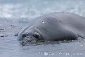 Southern elephant seal, juvenile. The southern elephant seal is the largest pinniped, and the largest member of order Carnivora, ever to have existed. It gets its name from the large proboscis (nose) it has when it has grown to adulthood, Mirounga leonina, Shingle Cove, Coronation Island, South Orkney Islands, Southern Ocean