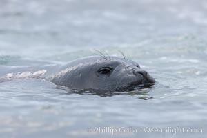 Southern elephant seal, juvenile. The southern elephant seal is the largest pinniped, and the largest member of order Carnivora, ever to have existed. It gets its name from the large proboscis (nose) it has when it has grown to adulthood, Mirounga leonina, Shingle Cove, Coronation Island, South Orkney Islands, Southern Ocean