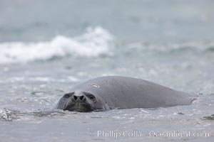 Southern elephant seal, juvenile. The southern elephant seal is the largest pinniped, and the largest member of order Carnivora, ever to have existed. It gets its name from the large proboscis (nose) it has when it has grown to adulthood, Mirounga leonina, Shingle Cove, Coronation Island, South Orkney Islands, Southern Ocean