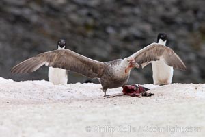 Southern giant petrel kills and eats an Adelie penguin chick, Shingle Cove, Macronectes giganteus, Coronation Island, South Orkney Islands, Southern Ocean