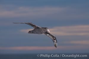 Southern giant petrel in flight at dusk, after sunset, as it soars over the open ocean in search of food, Macronectes giganteus