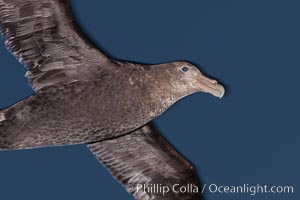 Southern giant petrel in flight at dusk, after sunset, as it soars over the open ocean in search of food