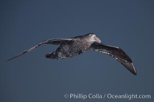 Southern giant petrel in flight. The distinctive tube nose (naricorn), characteristic of species in the Procellariidae family (tube-snouts), is easily seen