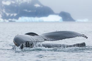 Southern humpback whale in Antarctica, lifting its fluke (tail) before diving in Cierva Cove, Antarctica, Megaptera novaeangliae