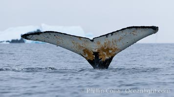 Southern humpback whale in Antarctica, with significant diatomaceous growth (brown) on the underside of its fluke, lifting its fluke before diving in Cierva Cove, Antarctica, Megaptera novaeangliae