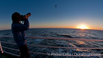 Photographing takes pictures of passing seabirds at sunset, from the deck of the M/V Polar Star