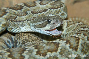 Southern Pacific rattlesnake.  The southern Pacific rattlesnake is common in southern California from the coast through the desert foothills to elevations of 10,000 feet.  It reaches 4-5 feet (1.5m) in length, Crotalus viridis helleri