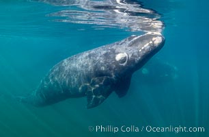 Southern right whale calf underwater, Eubalaena australis, Eubalaena australis, Puerto Piramides, Chubut, Argentina