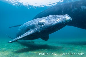 Mother and calf southern right whales underwater. The calf swims close to its mother but, if the mother is accepting, the calf will be allowed to come close to the photographer and check him out, Eubalaena australis, Puerto Piramides, Chubut, Argentina