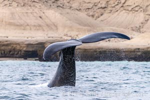 Southern right whale, Eubalaena australis, Argentina, Eubalaena australis, Puerto Piramides, Chubut