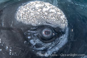 Southern right whale eyeballing the camera up close, Eubalaena australis. Whale lice can be seen clearly in the folds and crevices around the whales eye and lip groove, Eubalaena australis, Puerto Piramides, Chubut, Argentina