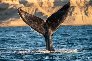 Southern right whale fluke raised out of the water, tail slapping, Eubalaena australis, Puerto Piramides, Chubut, Argentina