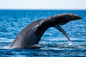 Southern right whale fluke raised out of the water, tail slapping, Eubalaena australis, Puerto Piramides, Chubut, Argentina