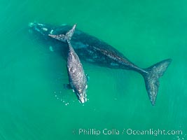 Southern right whale mother and calf, aerial photo, Eubalaena australis, Eubalaena australis, Puerto Piramides, Chubut, Argentina