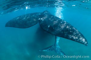 Southern right whale mother and calf, flukes, Eubalaena australis, Argentina, Eubalaena australis, Puerto Piramides, Chubut