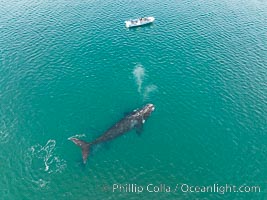Southern right whale near whale watching boat, aerial photo, Eubalaena australis, Puerto Piramides, Chubut, Argentina