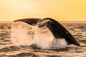 Southern right whale raising fluke out of the water, Patagonia, Argentina, Eubalaena australis, Puerto Piramides, Chubut