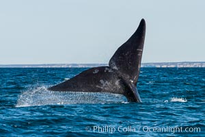 Southern right whale raising fluke out of the water, Patagonia, Argentina, Puerto Piramides, Chubut