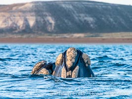 Two southern right whale rostrums, showing callosities and whale lice, Eubalaena australis, Argentina, Eubalaena australis, Puerto Piramides, Chubut