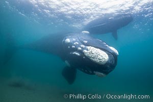 Southern right whale underwater, Eubalaena australis, Patagonia, Eubalaena australis, Puerto Piramides, Chubut, Argentina