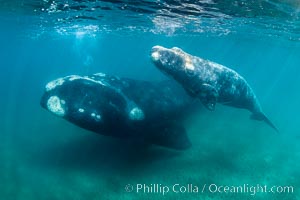 Southern right whale mother and calf underwater, Eubalaena australis, Argentina, Eubalaena australis, Puerto Piramides, Chubut