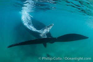Southern right whale mother and calf underwater, Eubalaena australis, Argentina, Eubalaena australis, Puerto Piramides, Chubut