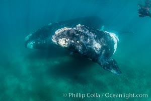 Southern right whale mother and calf underwater, Eubalaena australis, Argentina, Puerto Piramides, Chubut