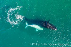 Southern right whale mother and calf in shallow water, aerial photo, Patagonia, Argentina, Eubalaena australis, Puerto Piramides, Chubut