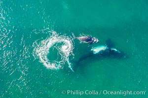 Southern right whale mother and calf in shallow water, aerial photo, Patagonia, Argentina, Eubalaena australis, Puerto Piramides, Chubut
