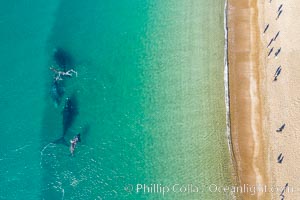 Southern right whales very close to shore, people watching from the beach, aerial photo, Patagonia, Argentina, Eubalaena australis, Puerto Piramides, Chubut