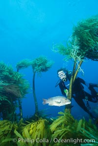 Diver and sheephead amidst giant palm kelp. Southern sea palm, Eisenia arborea, Guadalupe Island (Isla Guadalupe)